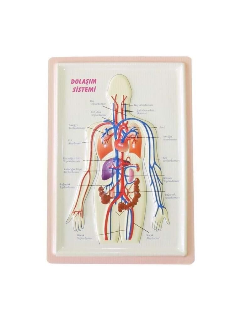 PUTI KABARTMALI DOLASIM SISTEMI