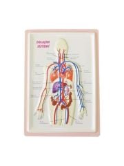 PUTI KABARTMALI DOLASIM SISTEMI